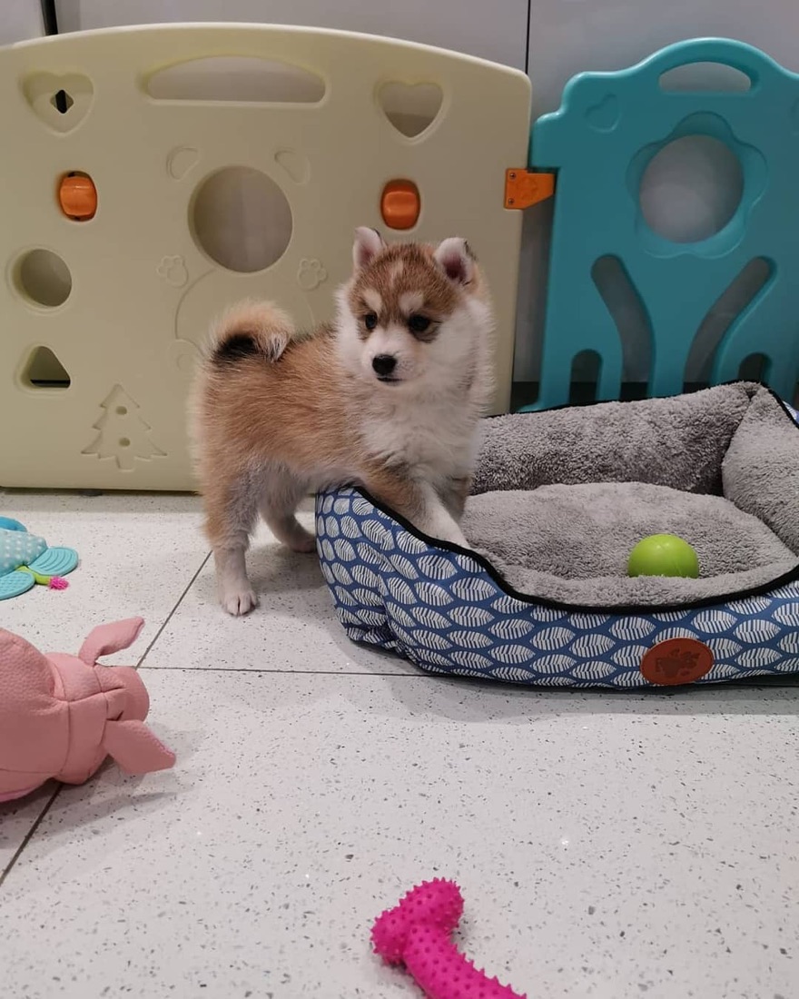 Pomsky-Welpe Tim