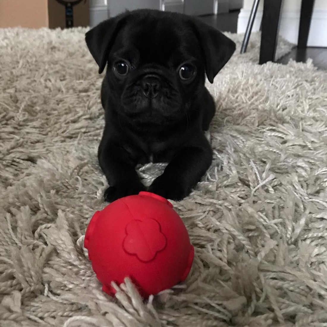 Mops-Welpe Mady