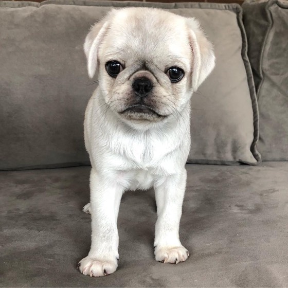 Mops-Welpe Sophie