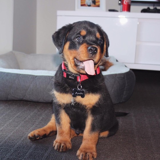 Rottweiler-Welpe Apollo