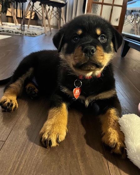Rottweiler-Welpe Finn