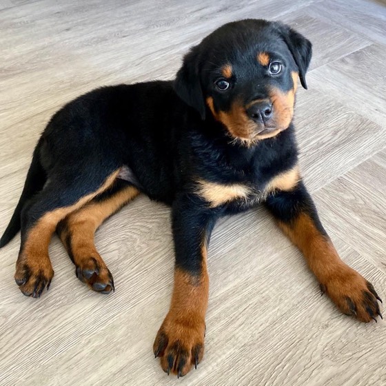 Rottweiler-Welpe Lily