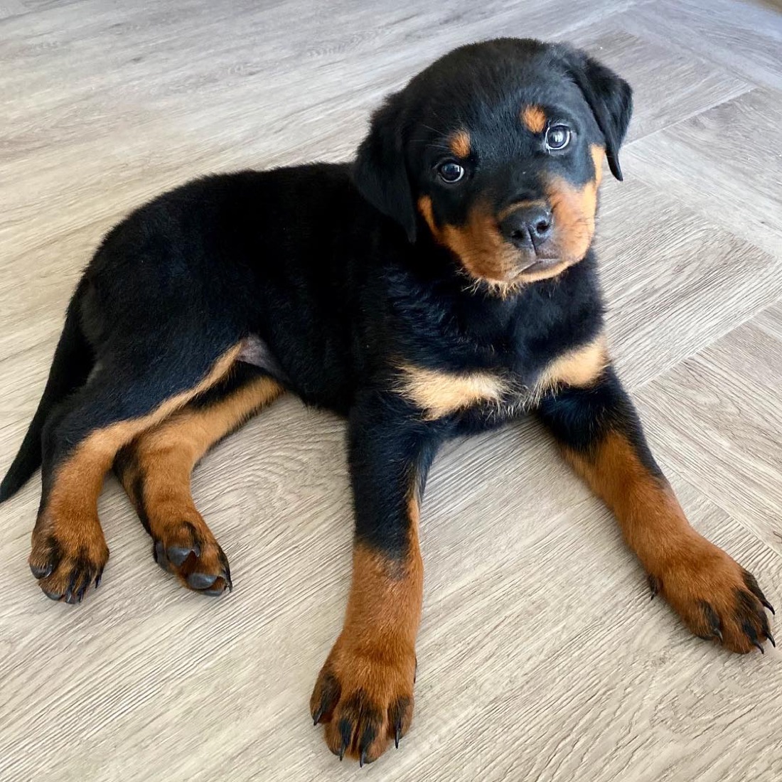 Rottweiler-Welpe Lily