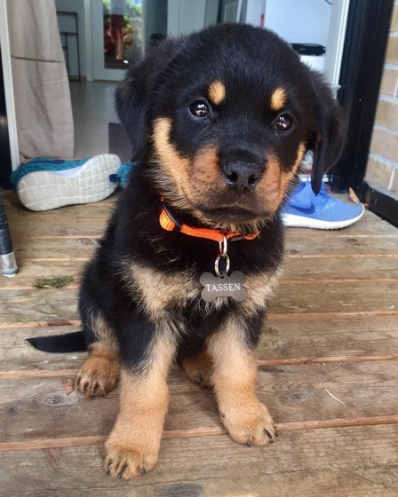 Rottweiler-Welpe Tassen