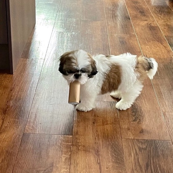 Shih Tzu-Welpe Duplex