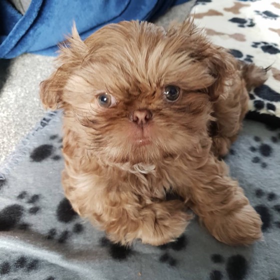 Shih Tzu-Welpe Keava