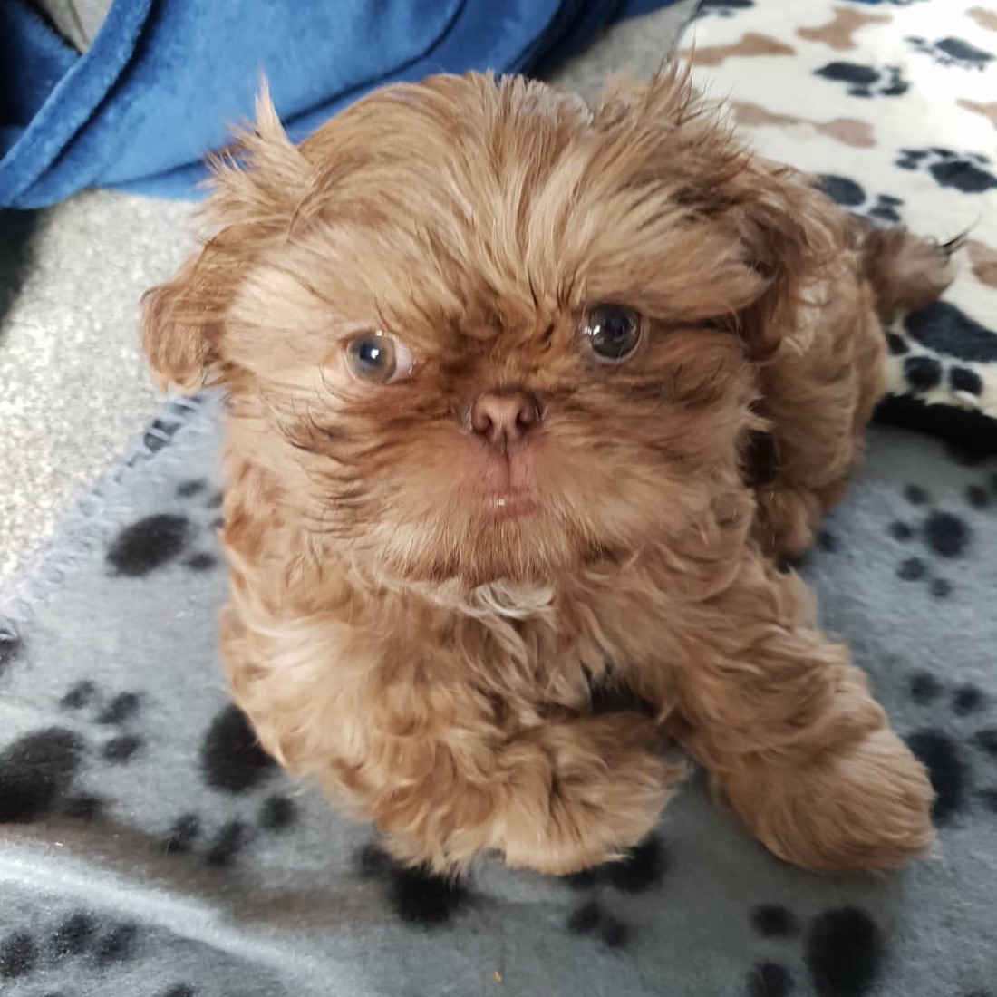 Shih Tzu-Welpe