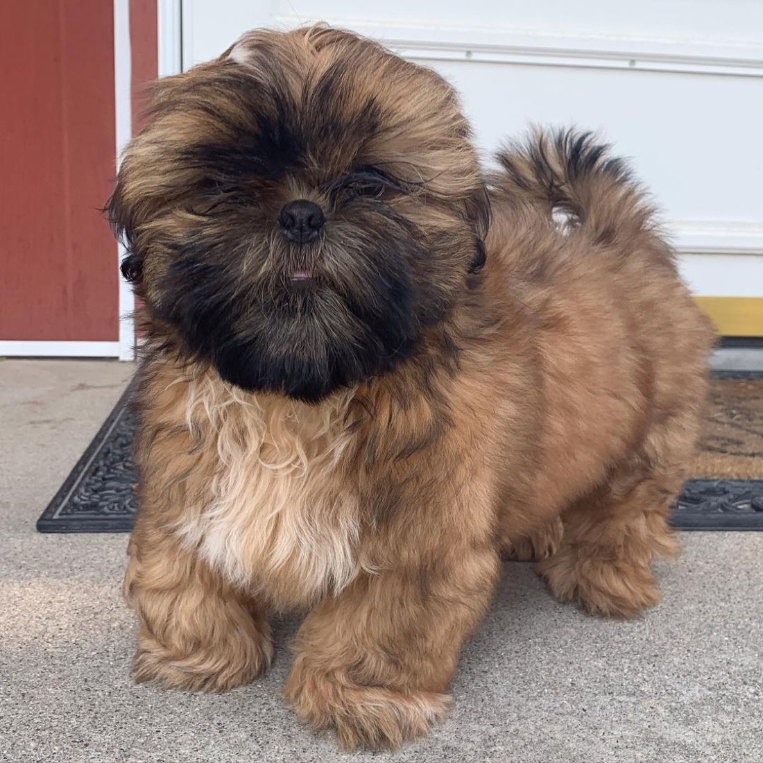 Shih Tzu-Welpe Mario