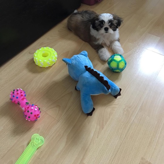Shih Tzu-Welpe Sophie
