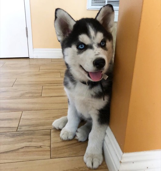Siberian Husky-Welpe Buster