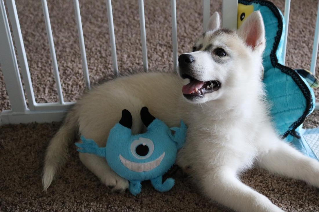 Siberian Husky-Welpe Maddie