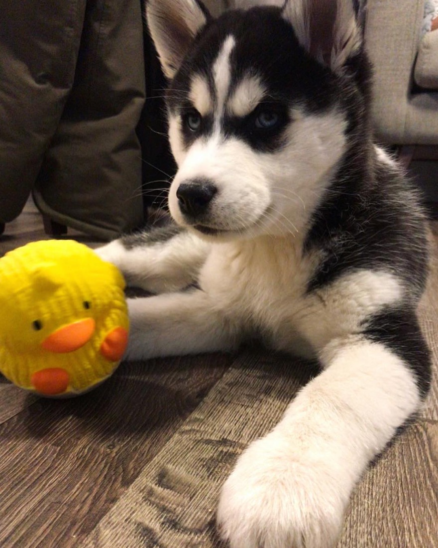 Siberian Husky-Welpe Max