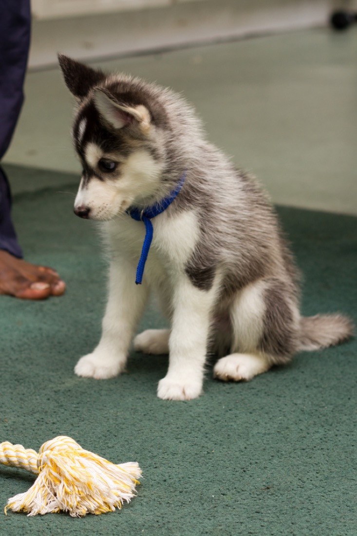 Siberian Husky-Welpe Ollie