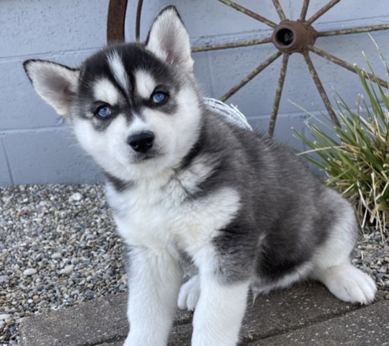 Siberian Husky-Welpe Tommy