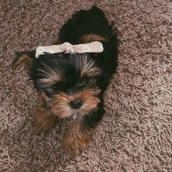Yorkshire Terrier-Welpe Jim