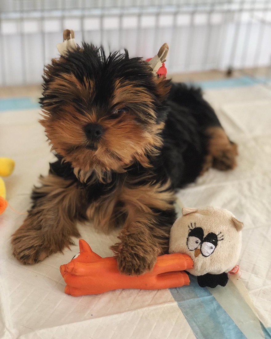 Yorkshire Terrier-Welpe